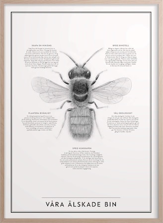 Våra älskade bin Poster 30x40 cm