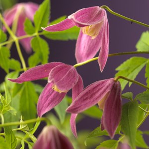 Klematis Alpina 'Ruby' 5-pack