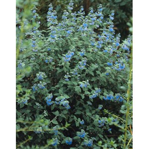 Skäggbuske 'Heavenly Blue' CO 3-pack