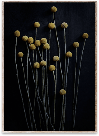 Still Life 01 (Yellow Drumsticks) Poster 30x40 cm