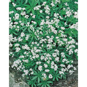 Myskmadra, 6-pack