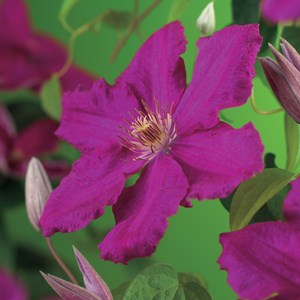 Klematis 'Ernest Markham' 1-pack