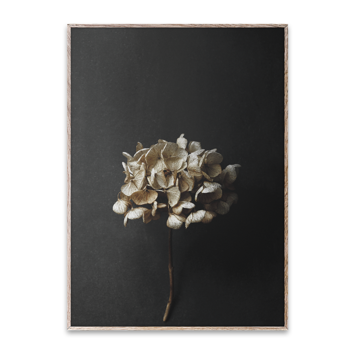 Paper Collective Poster Still Life 04 50x70 cm