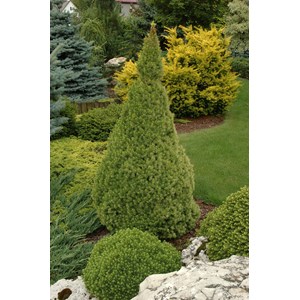 Sockertoppsgran 'Conica', 40-50 co 5-pack