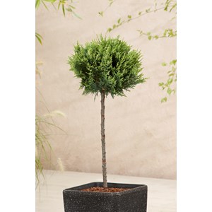 Ädelcypress 'White Spot' Sh 50 cm co