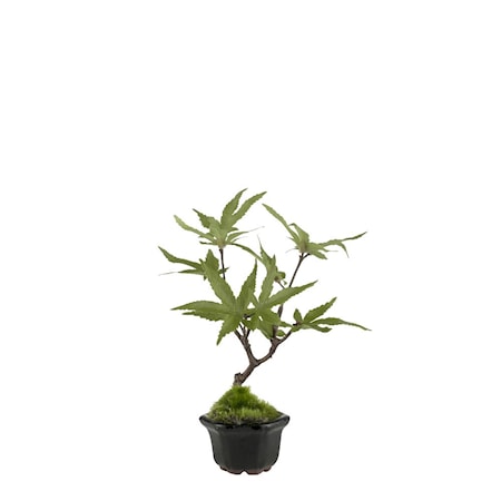 Flora maple H16 cm