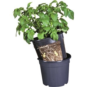 Potatiskruka svart, 30 cm