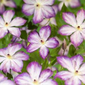Klematis 'Pernille' 3-pack