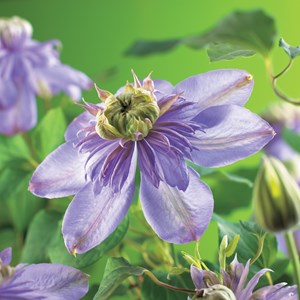 Klematis 'Blue Light' 3-pack