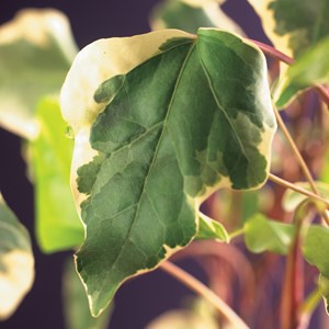 Murgröna Algerisk 'Gloire de Marengo' 5-pack