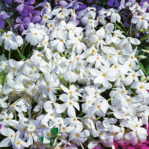 Krypflox 'Alba', 6-pack