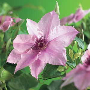 Klematis 'Pink Fantasy' 1-pack