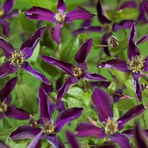 Klematis 'Noora' 1-pack