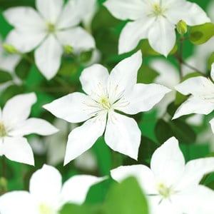 Klematis 'SoMany White Flowers' PBR 1-pack