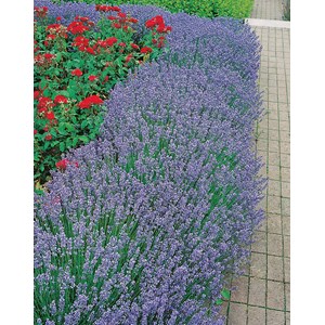 Lavendel 'Hidcote', 6-pack